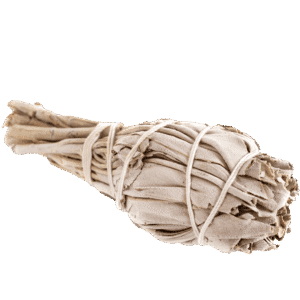 Biała szałwia Kalifornia